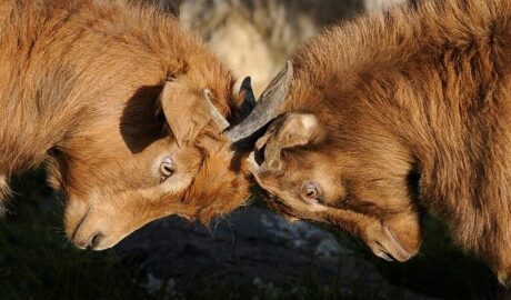OLG Celle: Konkurrenz zwischen geschiedener Frau und nicht ehelicher Mutter