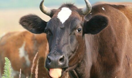 OLG Brandenburg: Verwirkung Unterhaltsanspruch wegen versuchten Prozessbetrugs und anderem