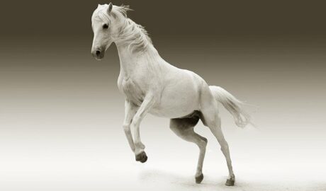 BGH: Unterhalt bei langer Ehedauer, Zahlungen für nicht vorhandenes Pferd