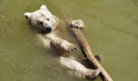 BGH: Herabsetzung des Selbstbehalts bei gemeinsamer Haushaltsführung
