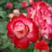 Rose Zweibrücken